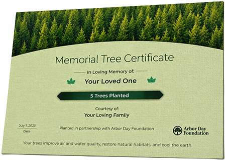 Plant Trees in Memory of Shirley Smith